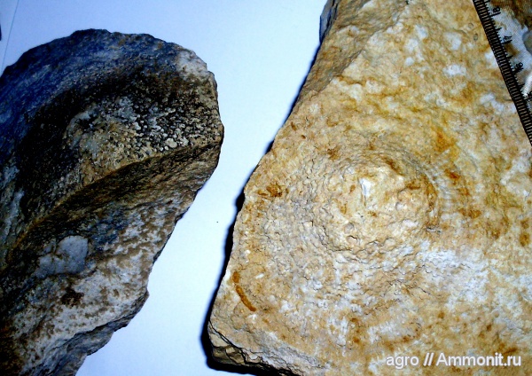 мшанки, мезозой, верхний мел, Житомирская область, Upper Cretaceous
