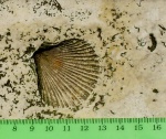 Двустворчатый моллюск Pecten
