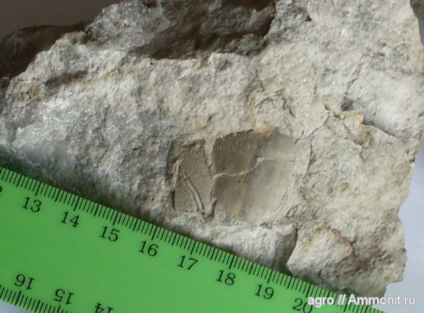 морские ежи, мел, мезозой, Житомирская область, Cretaceous