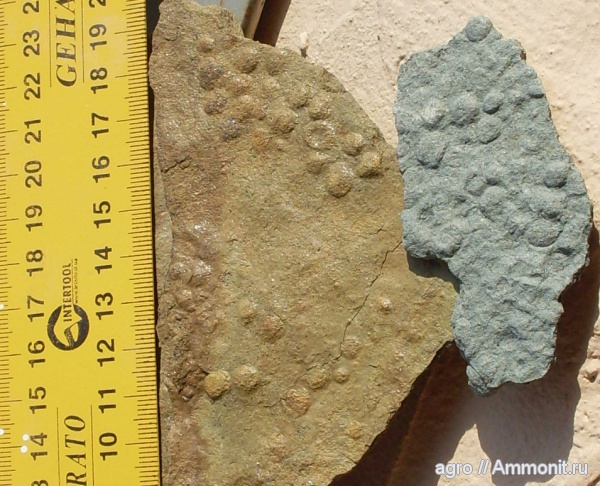 докембрий, медузоиды, эдиакарий-венд, ediacaran organisms