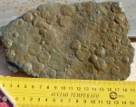 Nemiana simplex