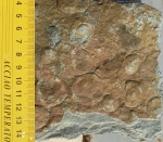 Nemiana simplex