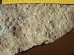 ediacaran organisms медузоиды (устар.) докембрия