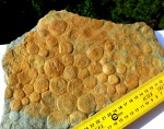 Nemiana simplex  венд Украины