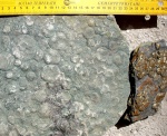 Nemiana simplex  пиритизация