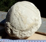 Conoclypus conoideus