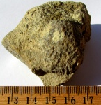 Actinastraea sp.