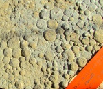 ediacaran organisms Вендобиота