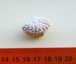 Daira speciosa