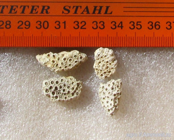 мел, кораллы, Scleractinia, Cretaceous