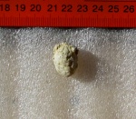 Краб Xanto moldavicus