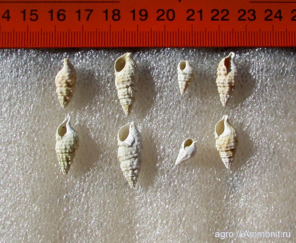 гастроподы, Exechestoma ventricosum, Exechestoma