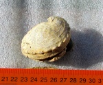 Haliotis volhynica