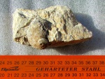 Haliotis в породе
