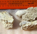 Strombus sp.