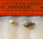 Strombus sp.