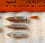 Praeactinocamax plenus acutus Najd.