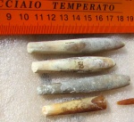 Белемниты Praeactinocamax plenus acutus Najd.