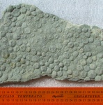 ediacaran organisms Nemiana simplex