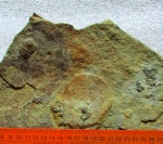 Glaessneria imperfecta Gureev, 1987