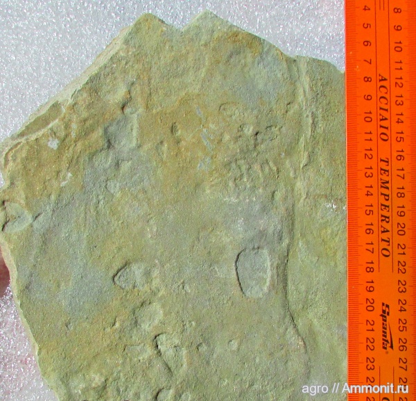 венд, вендобиота, ediacaran organisms, Ediacaran