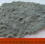 ediacaran organisms Palaeopascichnus