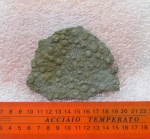 ediacaran organisms Nemiana simplex