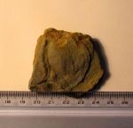 ediacaran organisms Mialsemia