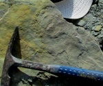 ediacaran organism Cyclomedusa