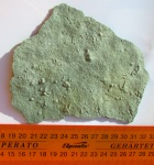 Ediacaran organism