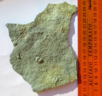 Еdiacaran organisms