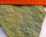 Yelovichnus - ediacaran biota