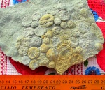 Nemiana - ediacaran biota