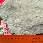 Ediacaran organism