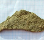 Ediacaran organisms
