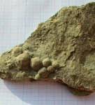 Nemiana sp.