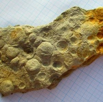 Nemiana simplex
