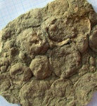 Nemiana simplex
