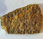 Nemiana simplex