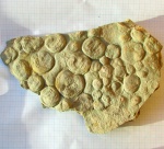 Nemiana simplex - ediacaran biota