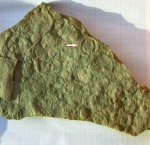 Protoniobea wadea