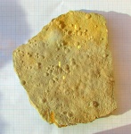 Ediacaran biota