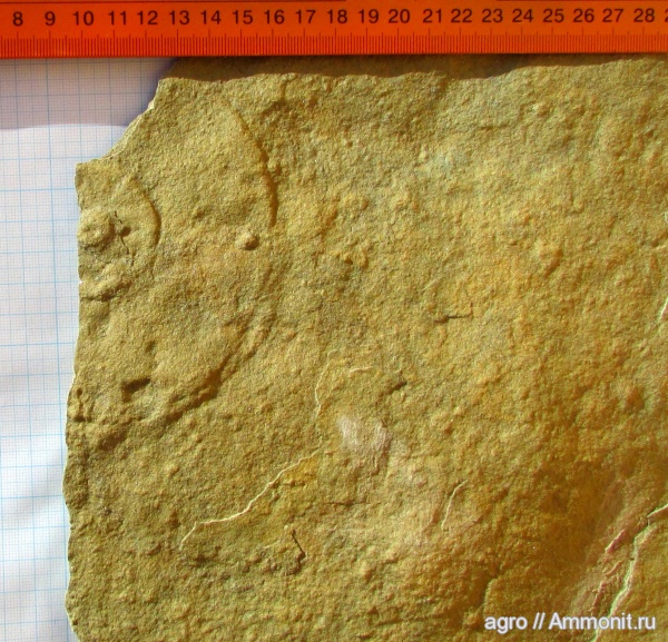 венд, эдиакарий, Ediacaria flindersi, ediacaran organisms