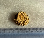 Neocosmoceras euthymi