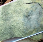 Nemiana simplex Palij