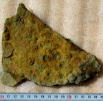 Nimbia paula, Nimbia occlusa, Nimbia dniesteri