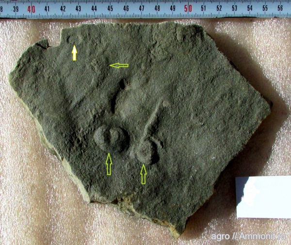 ediacaran organisms, Dickinsonia costata, Charniadiscus spinosus