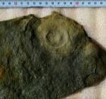 Cyclomedusa