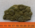 Nemiana simplex Palij