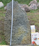 Nemiana simplex Palij